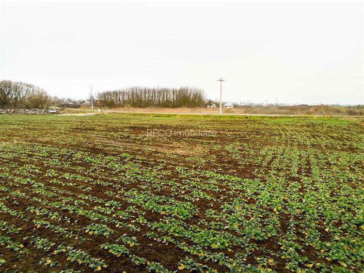 RECO . Teren extravilan  5000mp  , 110ml front . - 10