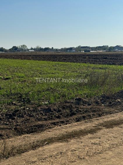 Vanzare Teren  Magurele Varteju 520mp - 2