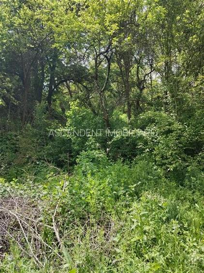 Domeniu verde autentic,  +5.000mp, front la DJ, Valcele, Brasov -- Covasna - 13