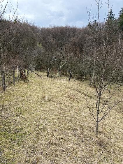 Teren Salatrucel Valcea intravilan cu curent trifazat 380V, faneata si padure - 6