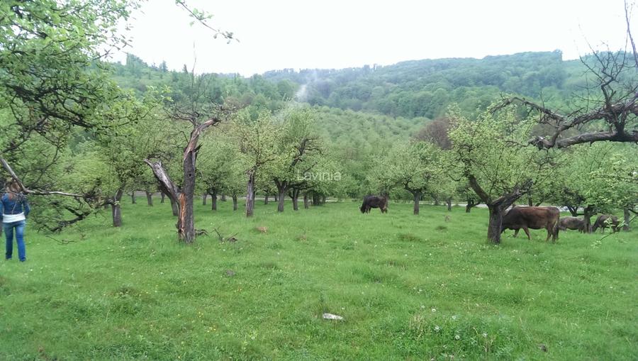 Vand Teren Livada 7.2 hectare - 2