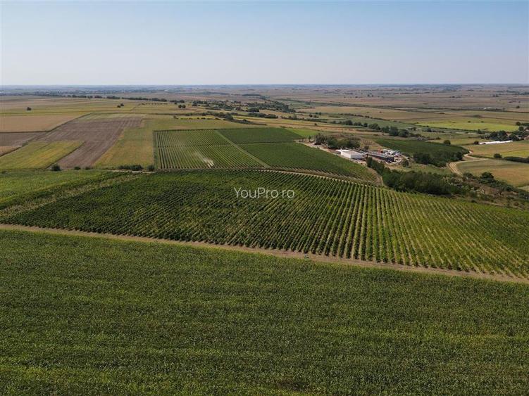 Afacere Investitie Vie 4 Hectare 40 km de Oradea - 5