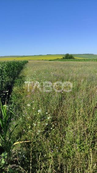 Teren extravilan de vanzare 25920 mp in Sura Mica Sibiu - 7