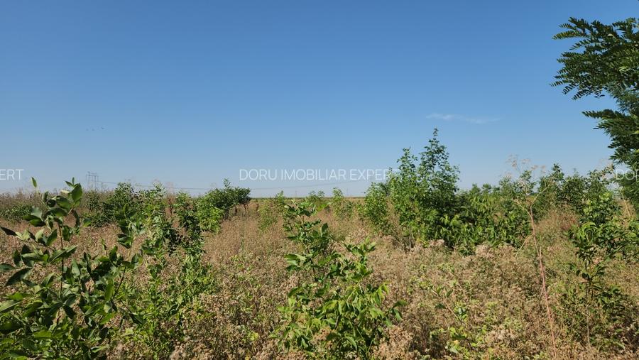 Frumusani-Pasarea,stradal la asfalt,ideala investitie! - 2