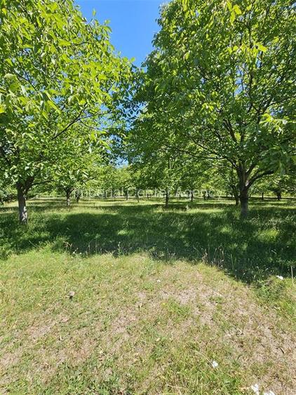 TEREN INTRAVILAN DEVANZARE 33161 MP DE VANZARE TARGU OCNA - 2