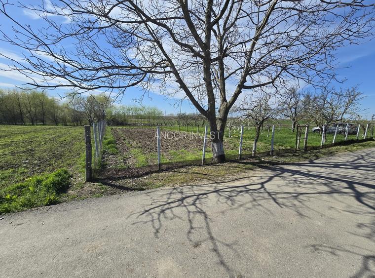 TEREN INTRAVILAN -1300 mp CURTISOARA - 2