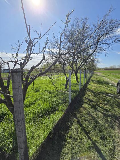 TEREN INTRAVILAN -1300 mp CURTISOARA - 16