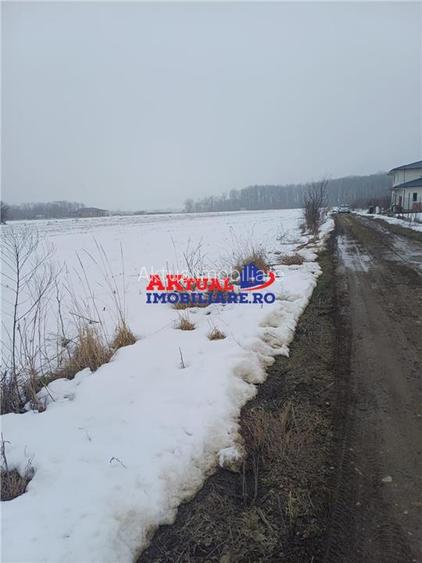 Vanzare Teren-8100mp-Domnesti -Teghes - 6
