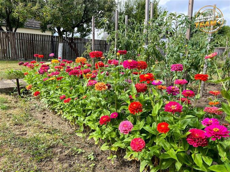 3D! Resedinta notabila,armonios cadru natural,faciliati,Central,Covasna - 17