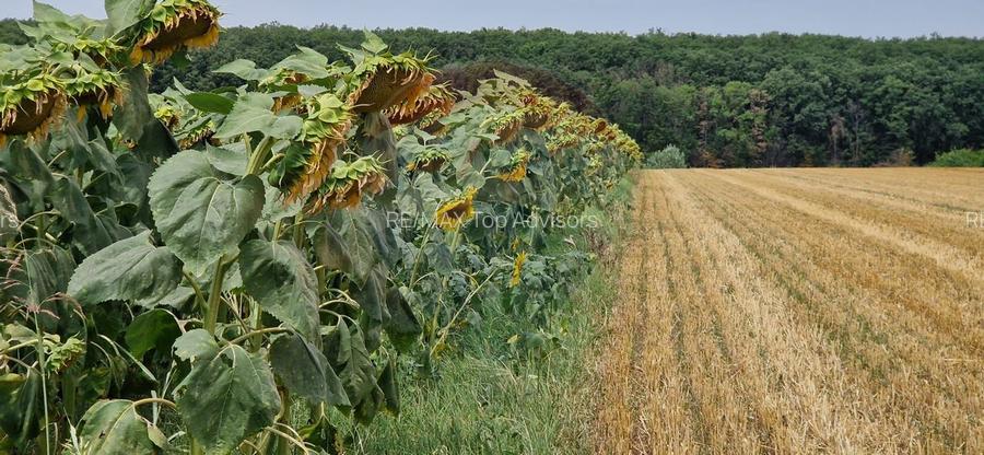 DE VANZARE Teren agricol 4500mp Moara Vlasiei - 3