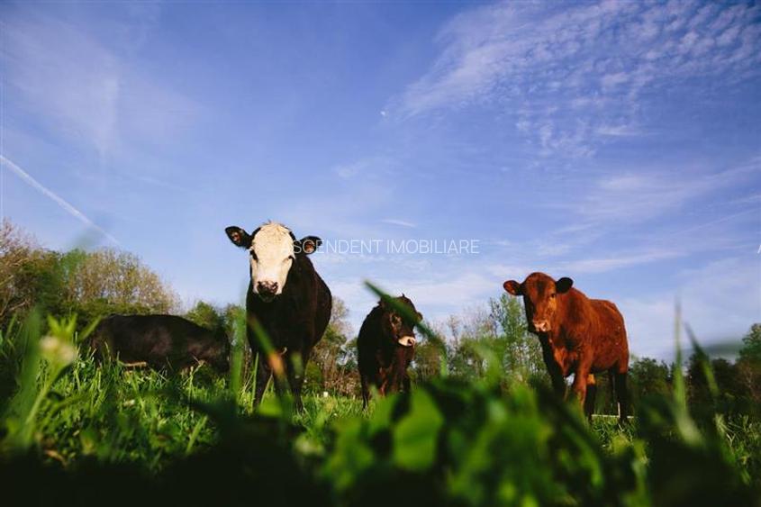 Ferma+Anexe specifice+ Constructie rezidentiala+222.000 mp domeniu - 33