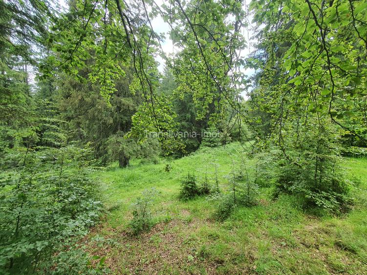 Teren rezidential Predeal , Valea Rasnoavei -  zona de case - 5