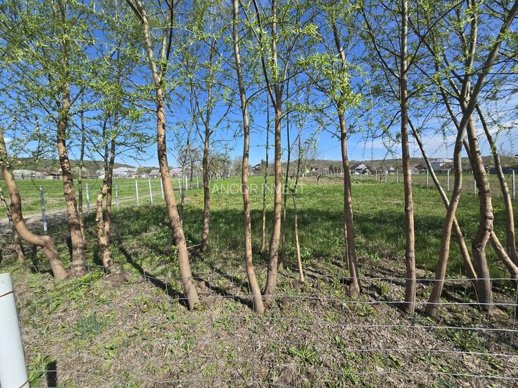 TEREN INTRAVILAN -1300 mp CURTISOARA - 18