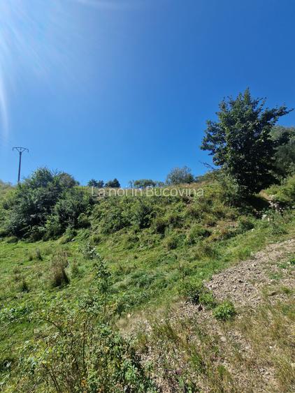 Vindem 17940 mp Salatruc - Vama - Bucovina - 3