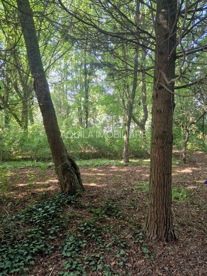 Cladire restaurant pe malul raului MURES ( Baza de agrement SOIMUS ) - 4