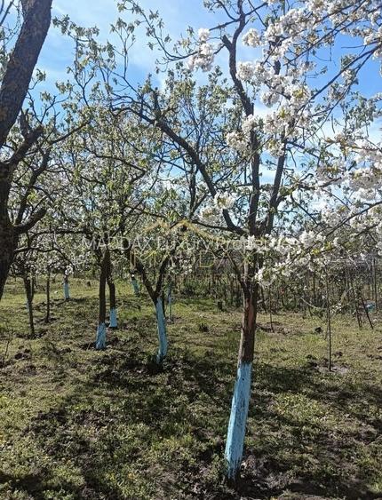 Vila 9 camere***gradina cu pomi fructiferi//1085 mp teren***Dragomiresti-Deal - 23