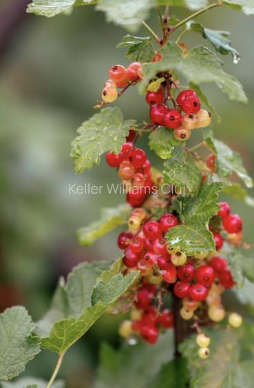 Visează, construiește, culege: Livada Paradisului – De Vânzare - 2