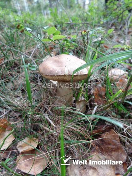 1.6 ha de padure cu poienita, parau la limita curtii, cabana pentru trei familii - 6