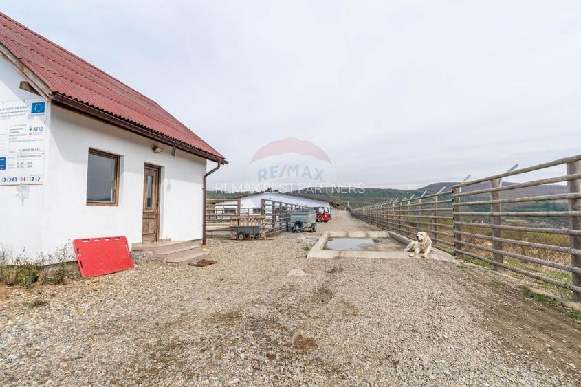 Ferma moderna de porci de vanzare in Curtuiusu Dejului - 9