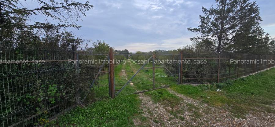 LIVADA  DE VANZARE FOCSANI-DUMBRAVITA  1,8  HA - 8