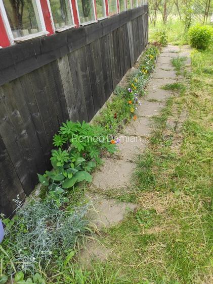 Teren cu cabana de vanzare - 3