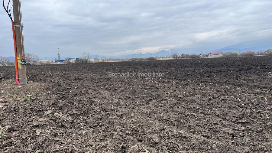 Teren 50000mp Extravilan-Intrare Halchiu-Cod 5235 - 6