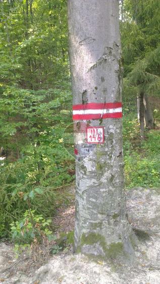 DE VÂNZARE – FOND FORESTIER PRIVAT | 100,9 ha | Județul Suceava