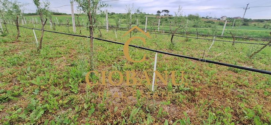 Teren intravilan cu PLANTATIE DE GOJII de vanzare in Racari