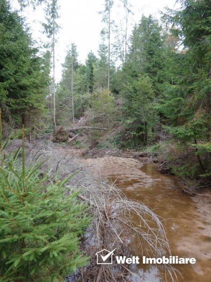 1.6 ha de padure cu poienita, parau la limita curtii, cabana pentru trei familii
