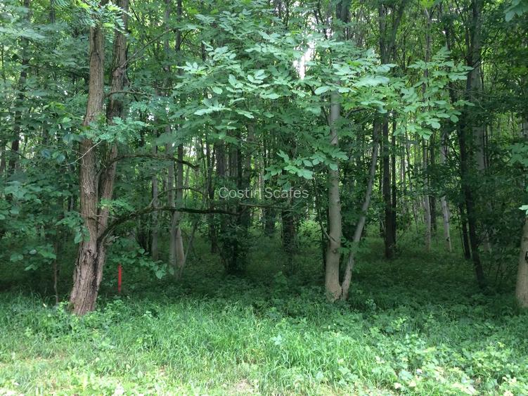 Teren 755 mp, Dem Radulescu, la 7 min de centrul orasului Rm Valcea - 11