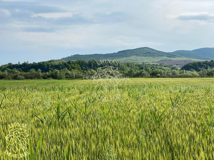 Teren -4.300 mp - Arabil - Chintelnic - 7