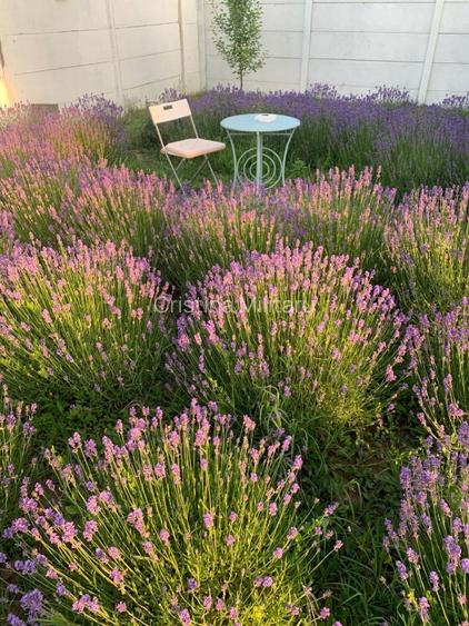 SUPER OFERTĂ: Casa 3 camere + curte generoasă ! 170.000+ TVA - 13