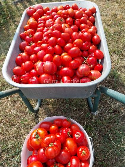 Casa cu teren de vânzare în zona de munte  - 8