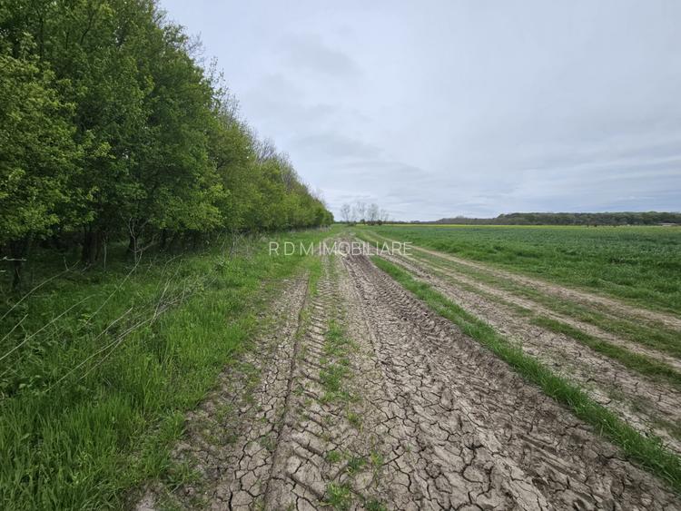 Teren de vânzare 18.000 mp – Clinceni, zona Ordoreanu | Oportunitate investiție - 3