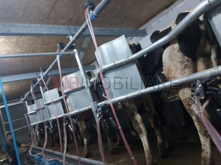 Ferma zootehnică funcțională, populată cu peste 200 capete bovine, aproape de Sâ - 19