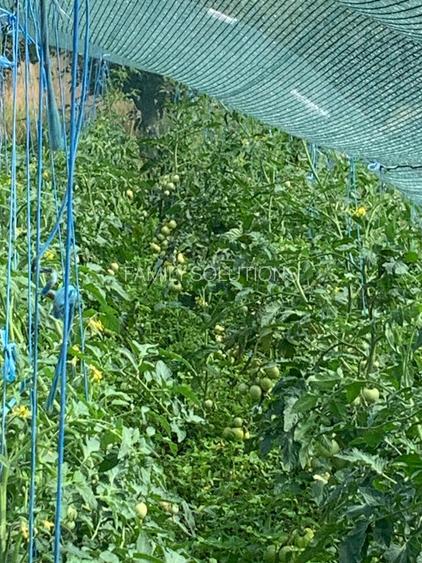 De Vânzare – Fermă de Pomi Fructiferi, 48,8 ha, Iancu Jianu, Jud. Olt - 25