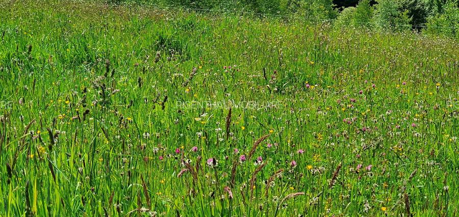 Teren pentru casa de vacanta , Pestera , Brasov - 17