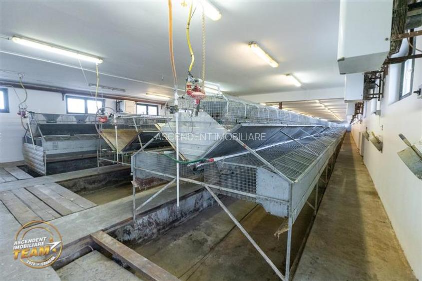 FILM! Ferma de iepuri,Malnas,Covasna: domeniu:comercial/industrial,asset UE - 20