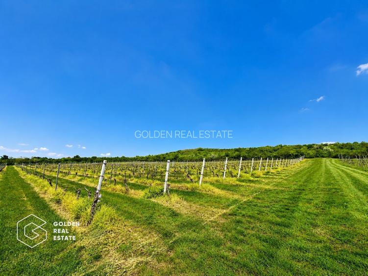 1,35 hectare vie pe rod (Cabernet si Merlot), Siria - 6