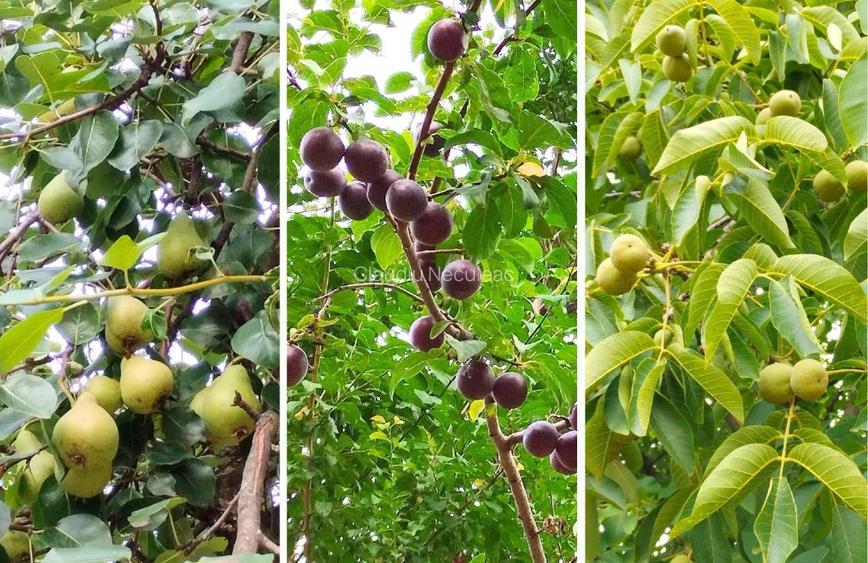 🏡 Casă de vânzare – 106 mp utili, teren 2700 mp – capăt Copou, Iași - 3