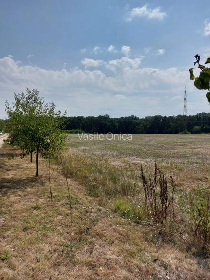 Balotesti teren intravilan 14036 mp Arc padurea Codrii Vlasiei - 5