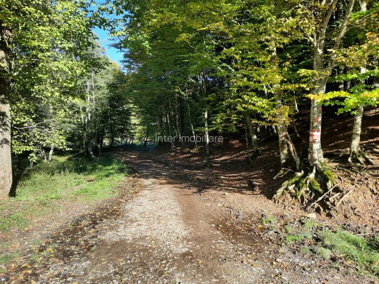 Teren 7.160 mp la marginea pădurii– Alexandru cel Bun,acces forestier cod 160785 - 4