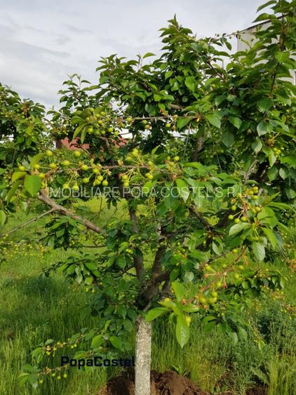 Petresti - Corbeanca 4648 mp intravilan desch. 33 m, utilitati, acces asfaltat - 5