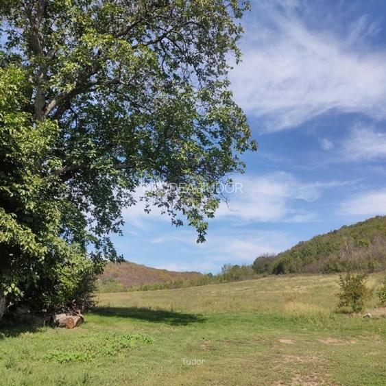 Pădure 268 ha in jud. Bacau, teren, constructii - 5