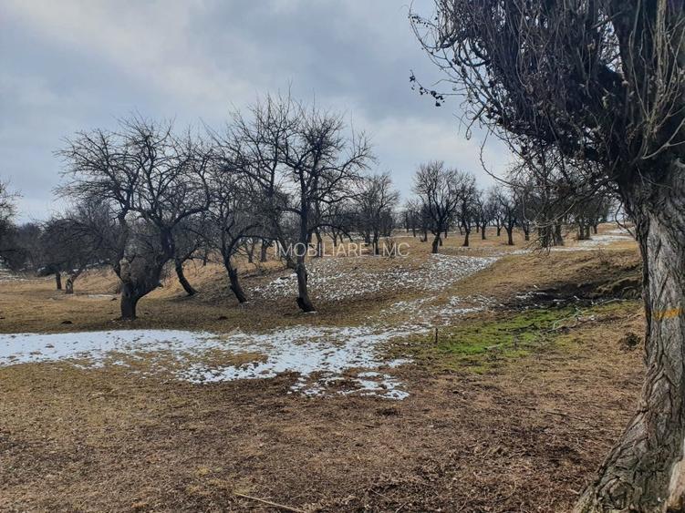 Teren Construcții extravilan de 10000 mp, în Bod - 10