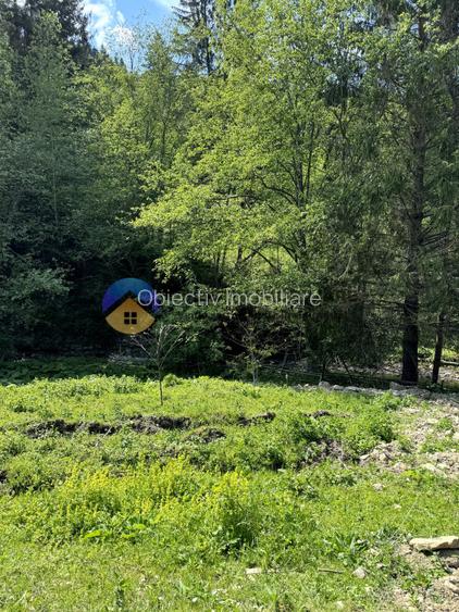 Teren 11557 mp comuna Ceahlau - 11