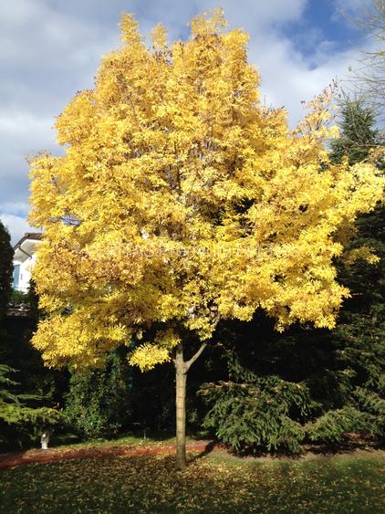 Eleganta clasica, vila cu prestanta si teren 1600 mp, 2 garaje, Otopeni Ferme - 19