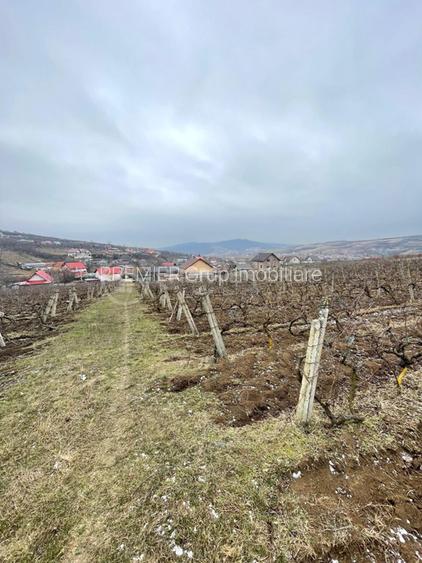 Teren 4.209mp, Chicerea, Comuna Tomești - 4