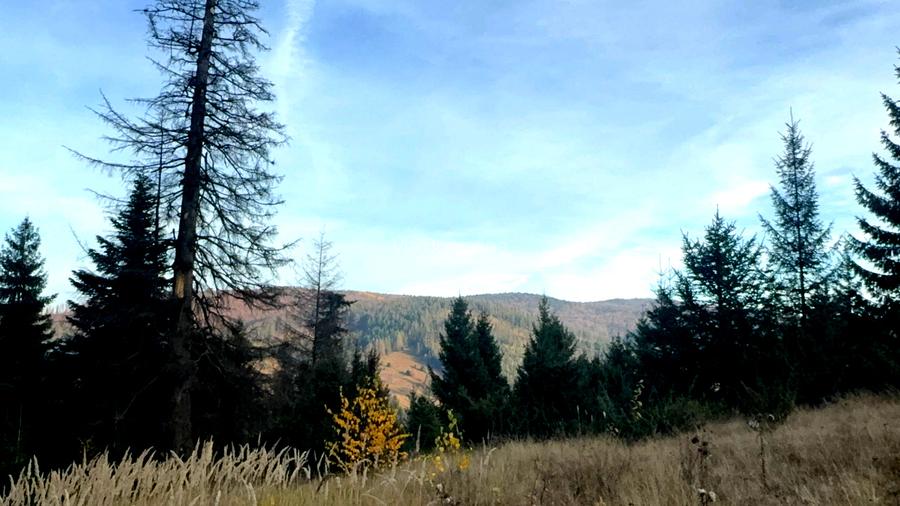 Vanzare 5,3 ha pasune deasupra Voronetului Suceava - Proiect Turistic - 24