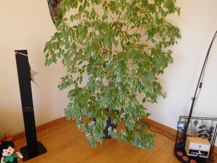 casa spatioasa cu o panorama excelenta - 12